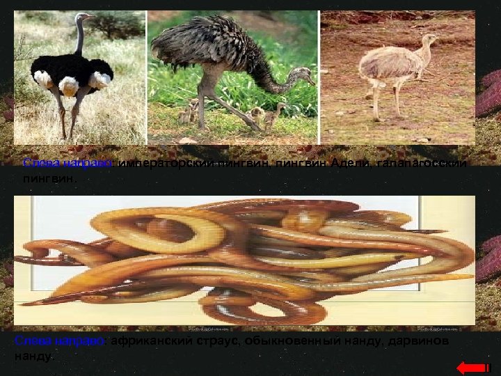 Слева направо: императорский пингвин, пингвин Адели, галапагосский пингвин. Слева направо: африканский страус, обыкновенный нанду,