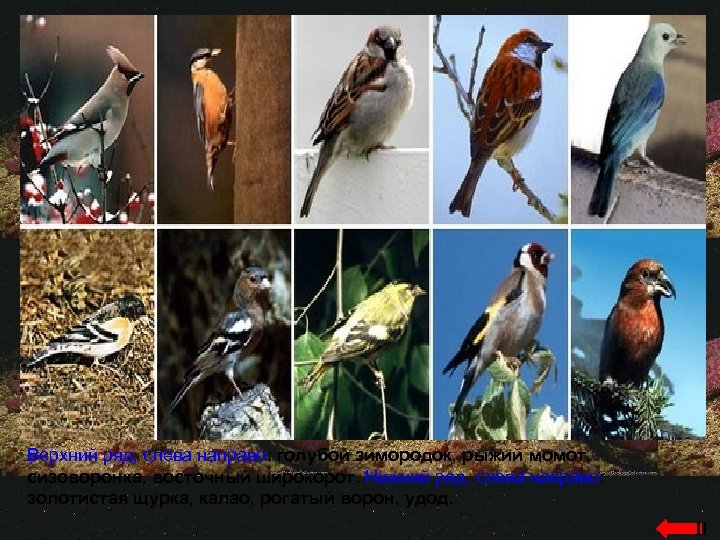 Верхний ряд, слева направо: голубой зимородок, рыжий момот, сизоворонка, восточный широкорот. Нижний ряд, слева