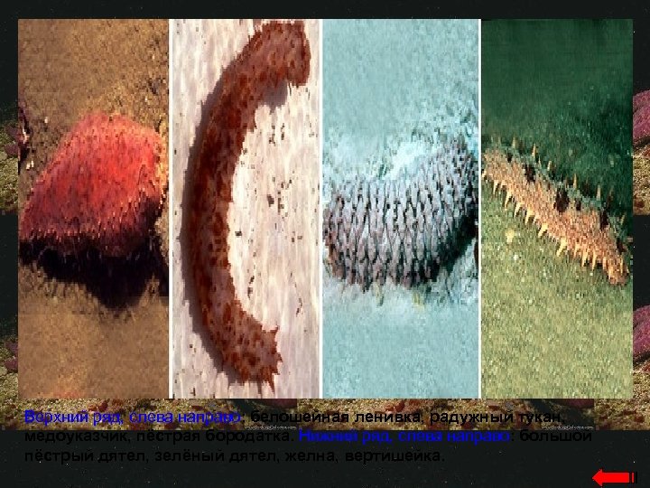 Верхний ряд, слева направо: белошейная ленивка, радужный тукан, медоуказчик, пёстрая бородатка. Нижний ряд, слева