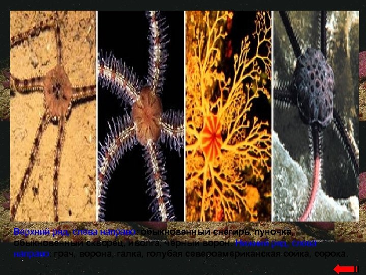 Верхний ряд, слева направо: обыкновенный снегирь, пуночка, обыкновенный скворец, иволга, чёрный ворон. Нижний ряд,