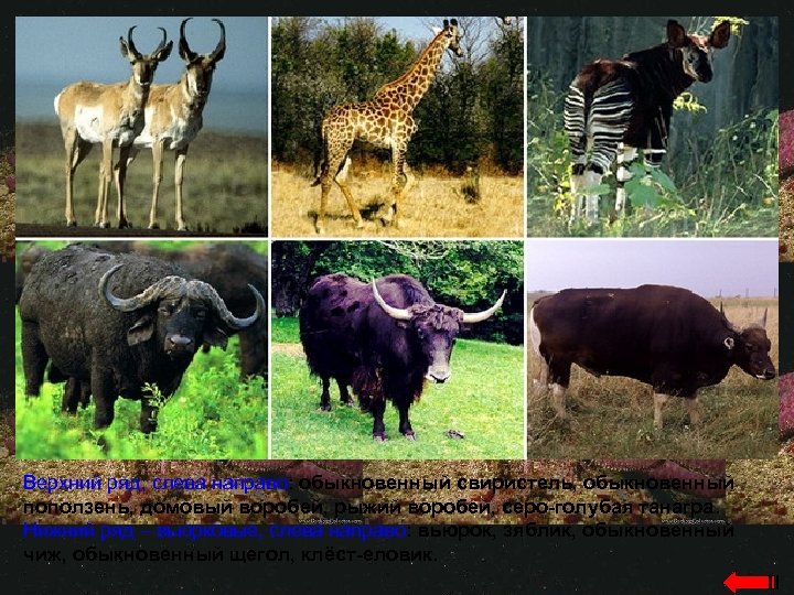 Верхний ряд, слева направо: обыкновенный свиристель, обыкновенный поползень, домовый воробей, рыжий воробей, серо-голубая танагра.