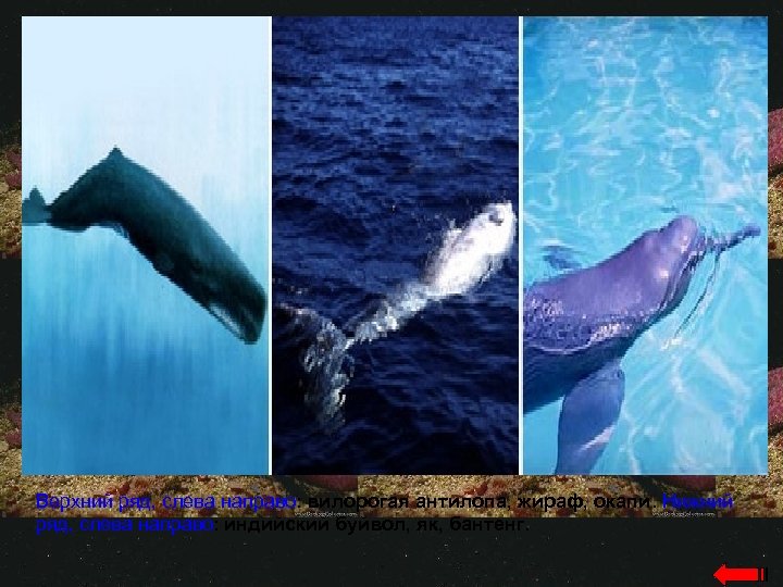 Верхний ряд, слева направо: вилорогая антилопа, жираф, окапи. Нижний ряд, слева направо: индийский буйвол,