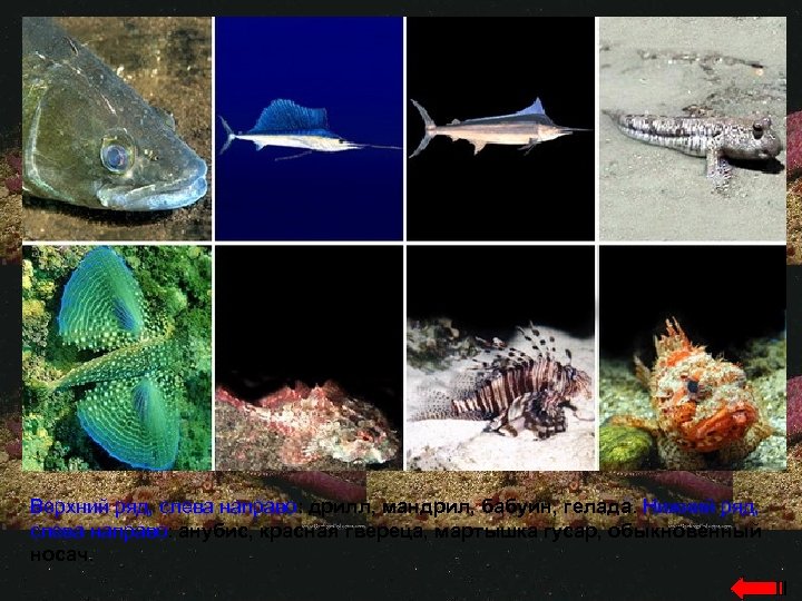 Верхний ряд, слева направо: дрилл, мандрил, бабуин, гелада. Нижний ряд, слева направо: анубис, красная