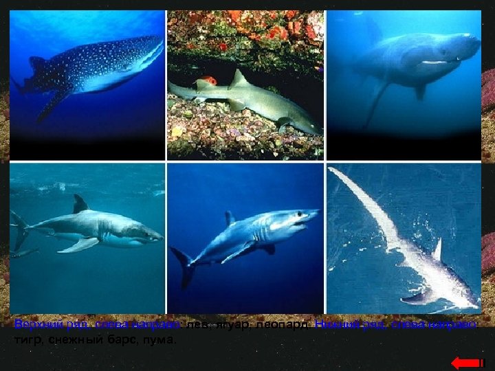 Верхний ряд, слева направо: лев, ягуар, леопард. Нижний ряд, слева направо: тигр, снежный барс,