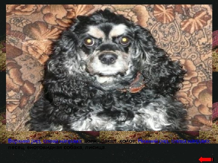 Верхний ряд, слева направо: волк, шакал, койот. Нижний ряд, слева направо: песец, енотовидная собака,