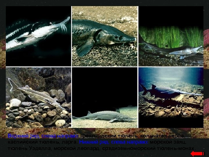 Верхний ряд, слева направо: гренландский тюлень, кольчатая нерпа, каспийский тюлень, ларга. Нижний ряд, слева
