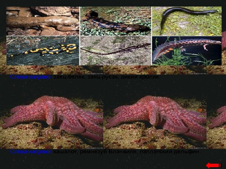 Слева направо: заяц-беляк, заяц-русак, дикий кролик. Слева направо: кашалот, ремнезуб Блэнвиля, лаплатский дельфин. 