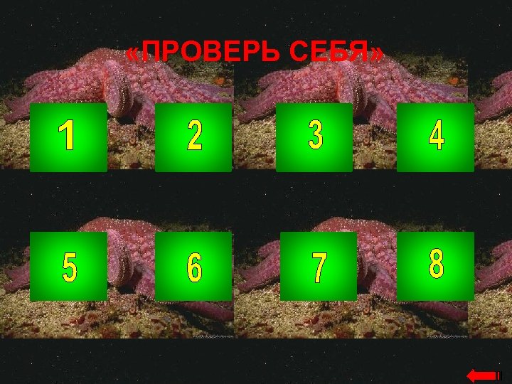  «ПРОВЕРЬ СЕБЯ» 
