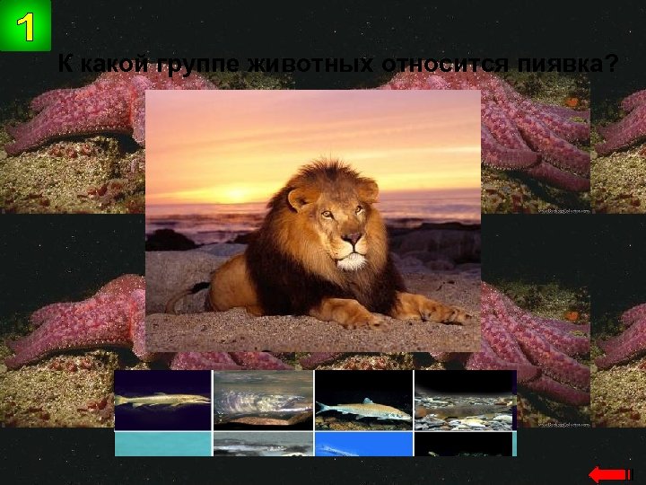 К какой группе животных относится пиявка? черви 