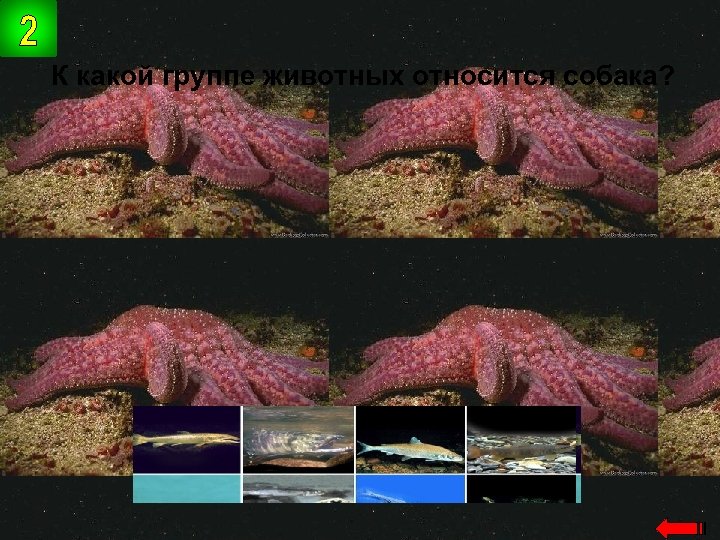 К какой группе животных относится собака? млекопитающие 