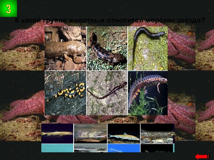 К какой группе животных относится морская звезда? иглокожие 