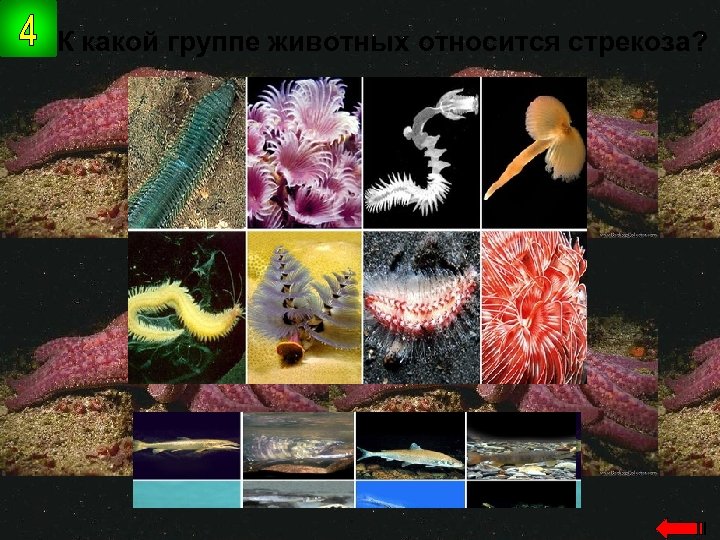 К какой группе животных относится стрекоза? насекомые 