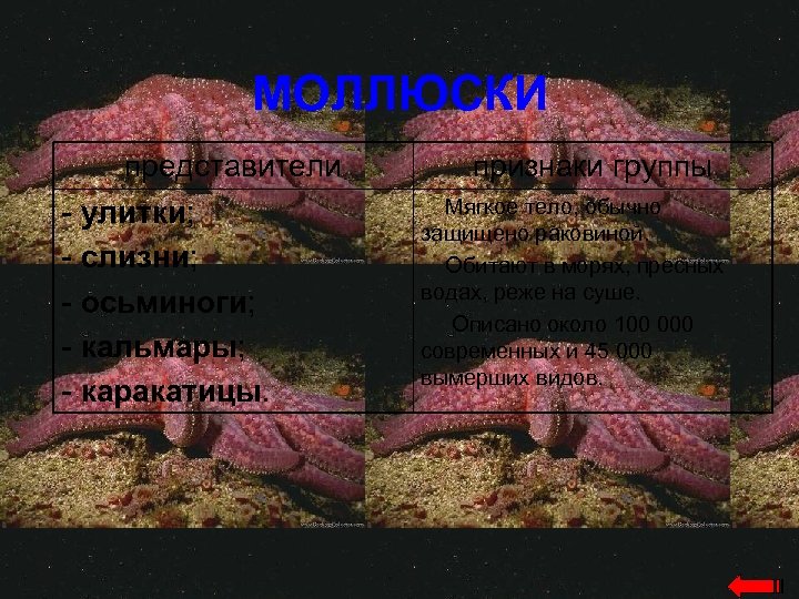 МОЛЛЮСКИ представители - улитки; - слизни; - осьминоги; - кальмары; - каракатицы. признаки группы