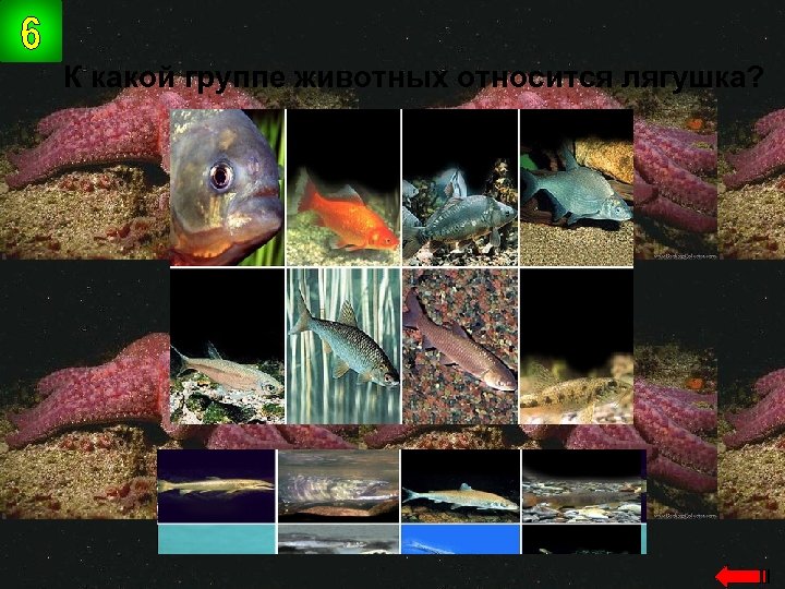 К какой группе животных относится лягушка? земноводн ые 