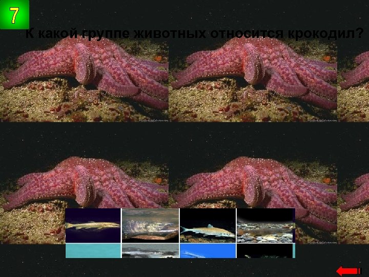 К какой группе животных относится крокодил? пресмыкающиеся 