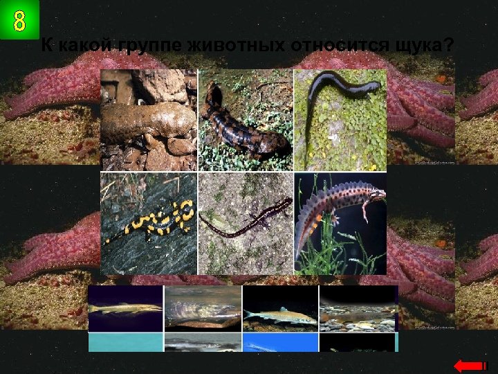 К какой группе животных относится щука? рыбы 
