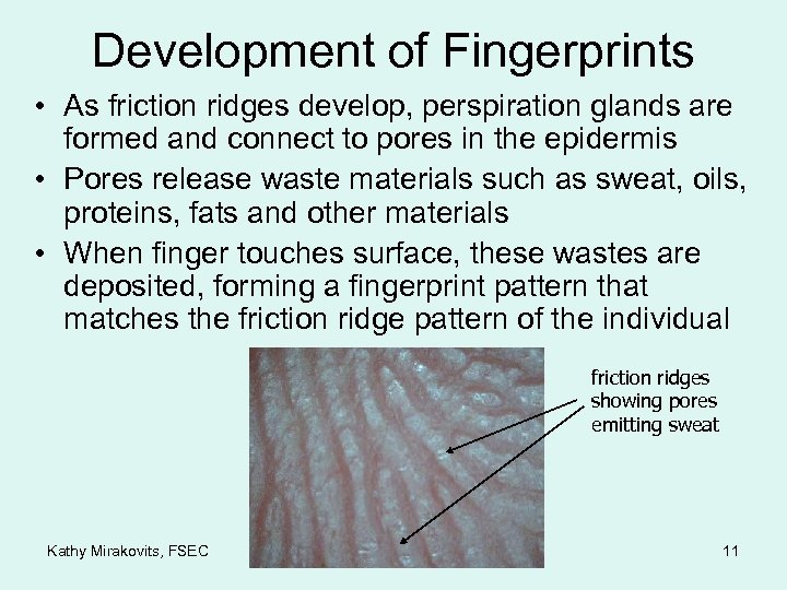 Development of Fingerprints • As friction ridges develop, perspiration glands are formed and connect