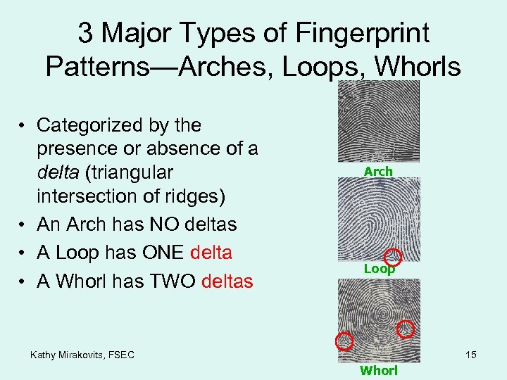 3 Major Types of Fingerprint Patterns—Arches, Loops, Whorls • Categorized by the presence or