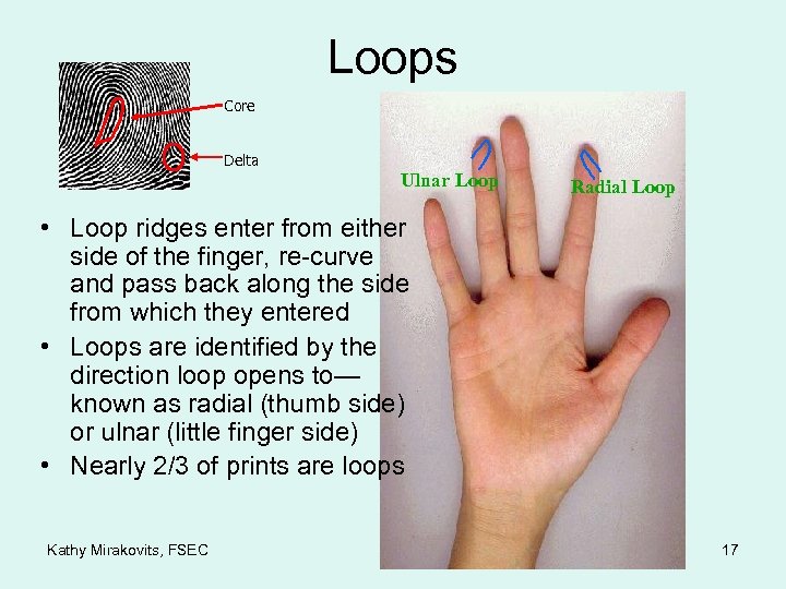 Loops Core Delta Ulnar Loop Radial Loop • Loop ridges enter from either side