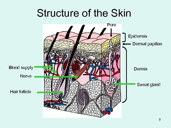 Structure of the Skin Pore Epidermis Dermal papillae Blood supply Dermis Nerve Sweat gland