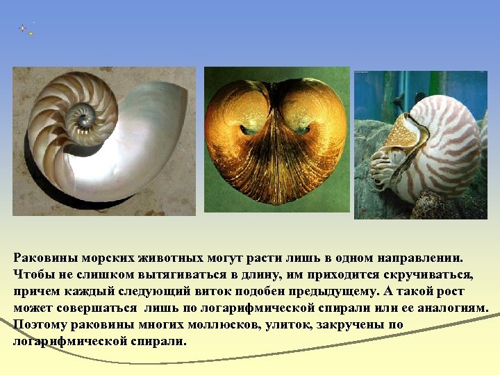 Раковины морских животных могут расти лишь в одном направлении. Чтобы не слишком вытягиваться в