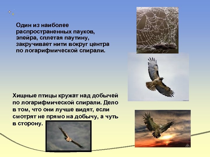 Один из наиболее распространенных пауков, эпейра, сплетая паутину, закручивает нити вокруг центра по логарифмической