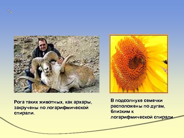 Рога таких животных, как архары, закручены по логарифмической спирали. В подсолнухе семечки расположены по