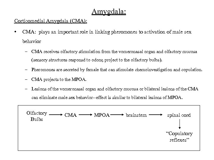 Amygdala: Corticomedial Amygdala (CMA): • CMA: plays an important role in linking pheromones to