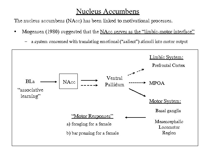 Nucleus Accumbens The nucleus accumbens (NAcc) has been linked to motivational processes. • Mogensen