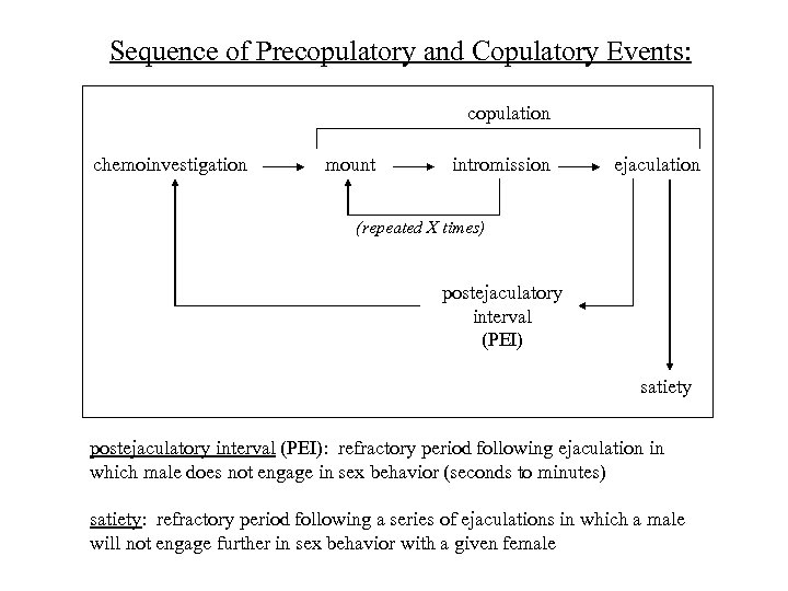 Sequence of Precopulatory and Copulatory Events: copulation chemoinvestigation mount intromission ejaculation (repeated X times)