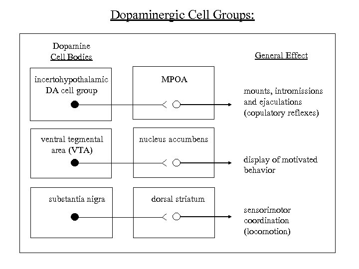 Dopaminergic Cell Groups: Dopamine Cell Bodies General Effect incertohypothalamic DA cell group MPOA ventral