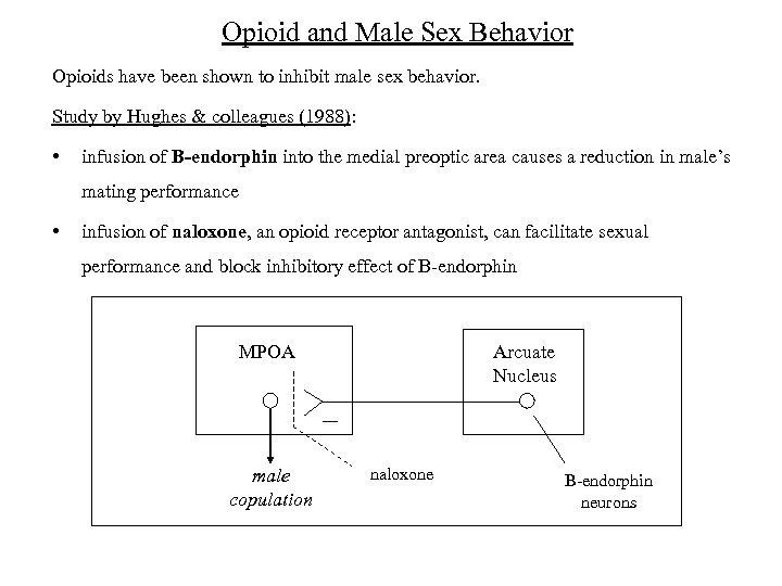 Opioid and Male Sex Behavior Opioids have been shown to inhibit male sex behavior.