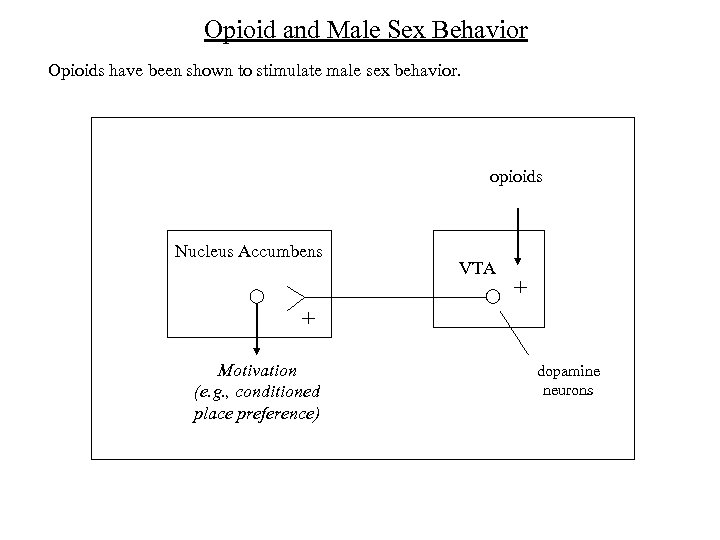 Opioid and Male Sex Behavior Opioids have been shown to stimulate male sex behavior.