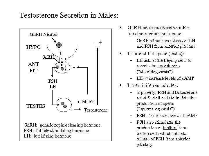 Testosterone Secretion in Males: • Gn. RH Neuron - HYPO ANT PIT • In