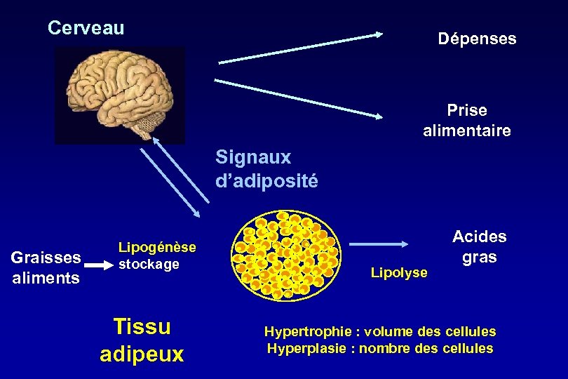 Cerveau Dépenses Prise alimentaire Signaux d’adiposité Graisses aliments Lipogénèse stockage Tissu adipeux Lipolyse Acides