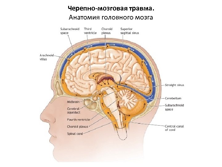 Черепно-мозговая травма. Анатомия головного мозга 