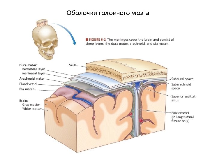 Оболочки головного мозга 