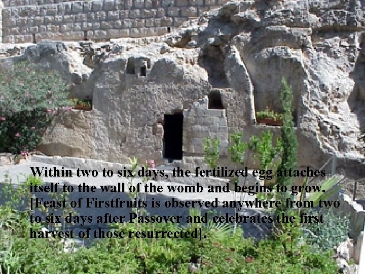 Within two to six days, the fertilized egg attaches itself to the wall of