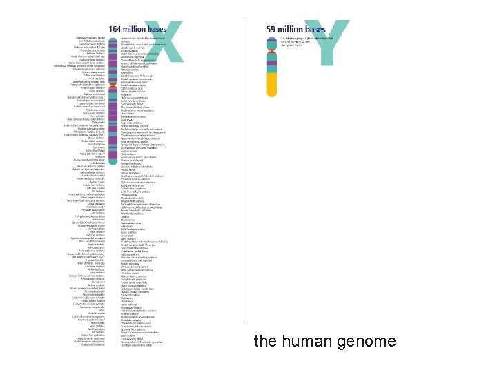 the human genome 