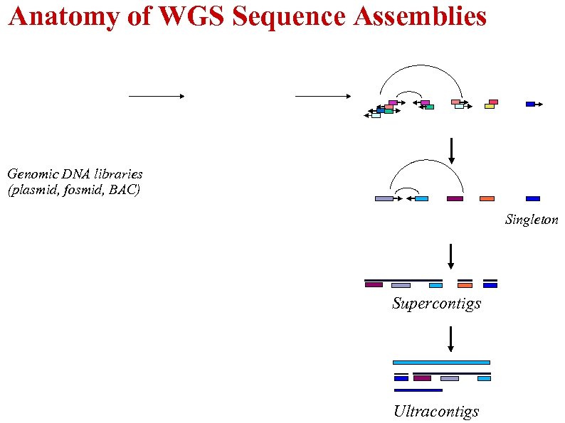 Anatomy of WGS Sequence Assemblies Genomic DNA libraries (plasmid, fosmid, BAC) Singleton Supercontigs Ultracontigs