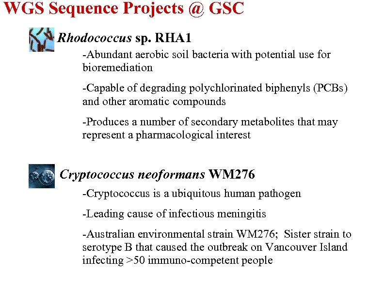 WGS Sequence Projects @ GSC Rhodococcus sp. RHA 1 -Abundant aerobic soil bacteria with