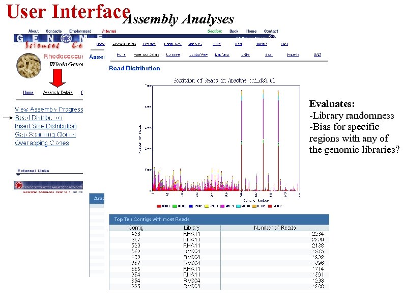User Interface Assembly Analyses Evaluates: -Library randomness -Bias for specific regions with any of