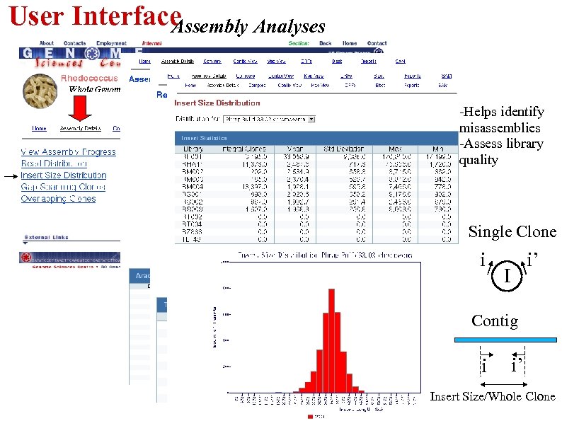 User Interface Assembly Analyses -Helps identify misassemblies -Assess library quality Single Clone i i’