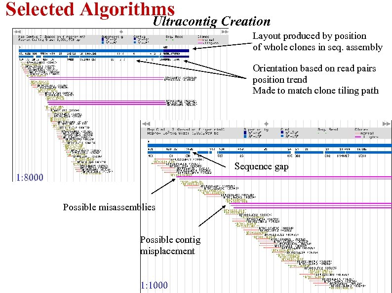 Selected Algorithms Ultracontig Creation Layout produced by position of whole clones in seq. assembly