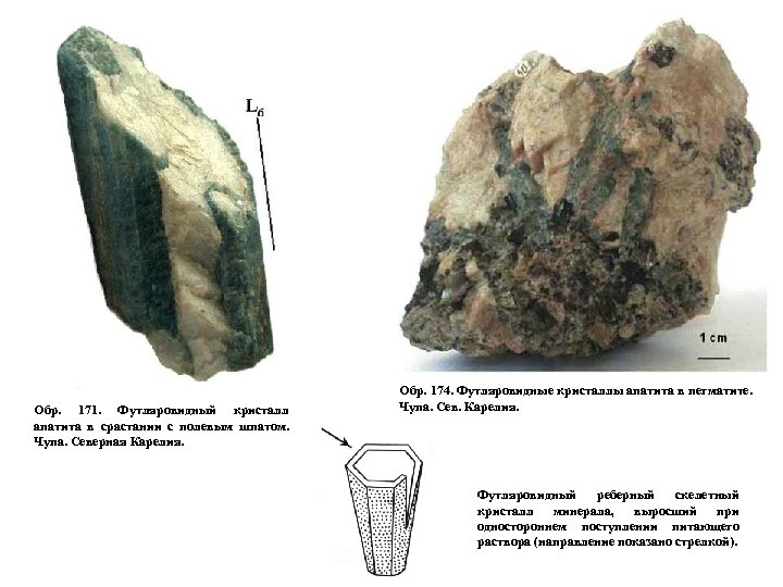 Обр. 171. Футляровидный кристалл апатита в срастании с полевым шпатом. Чупа. Северная Карелия. Обр.