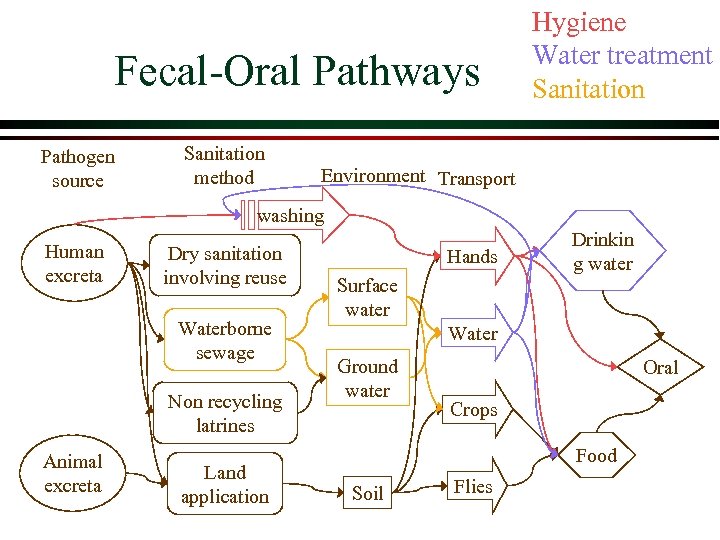 Fecal-Oral Pathways Pathogen source Sanitation method Hygiene Water treatment Sanitation Environment Transport washing Human