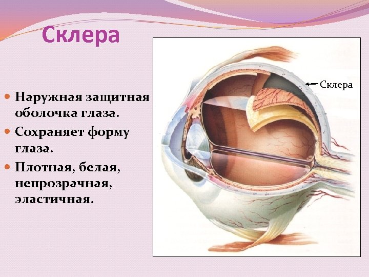 Склера Наружная защитная оболочка глаза. Сохраняет форму глаза. Плотная, белая, непрозрачная, эластичная. Склера 