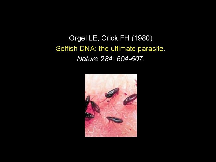 Orgel LE, Crick FH (1980) Selfish DNA: the ultimate parasite. Nature 284: 604 -607.