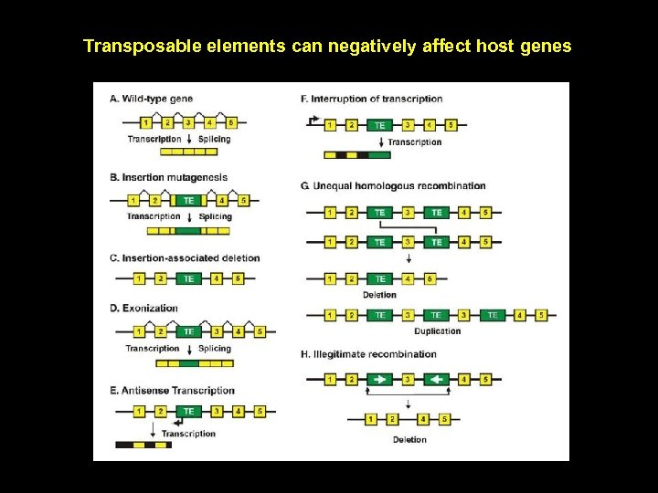 Transposable elements can negatively affect host genes 
