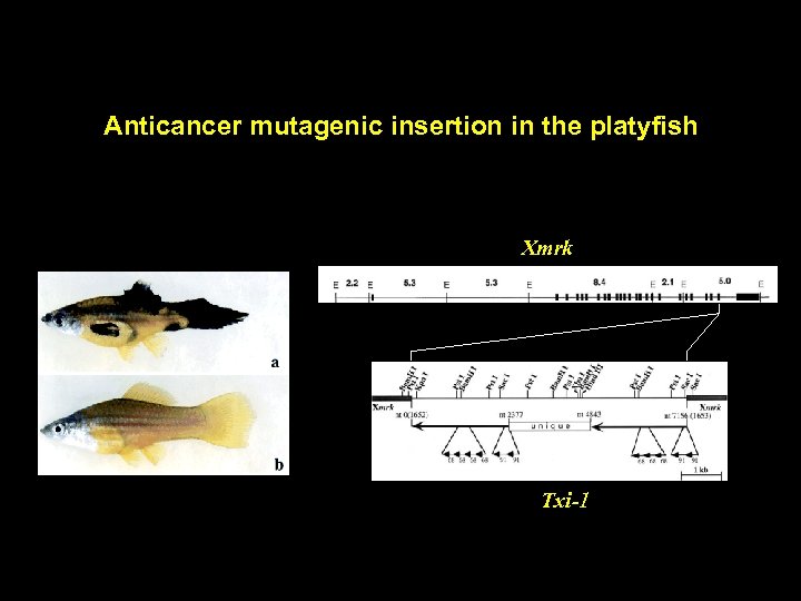 Anticancer mutagenic insertion in the platyfish Xmrk Txi-1 